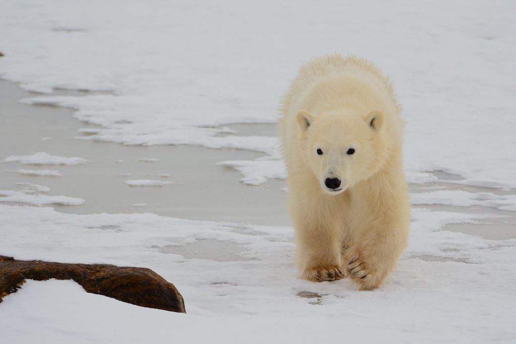 Polar bear on sea ice near Churchill, Manitoba